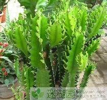 它又叫做剑花,量天尺花,霸王花,霸王鞭等.