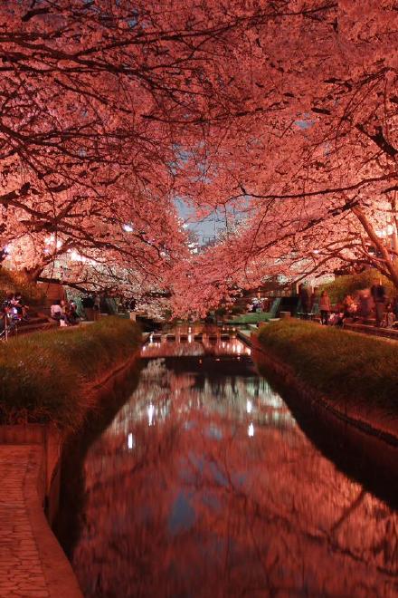 日本元荒川夜晚樱花盛开的场景,美cry!