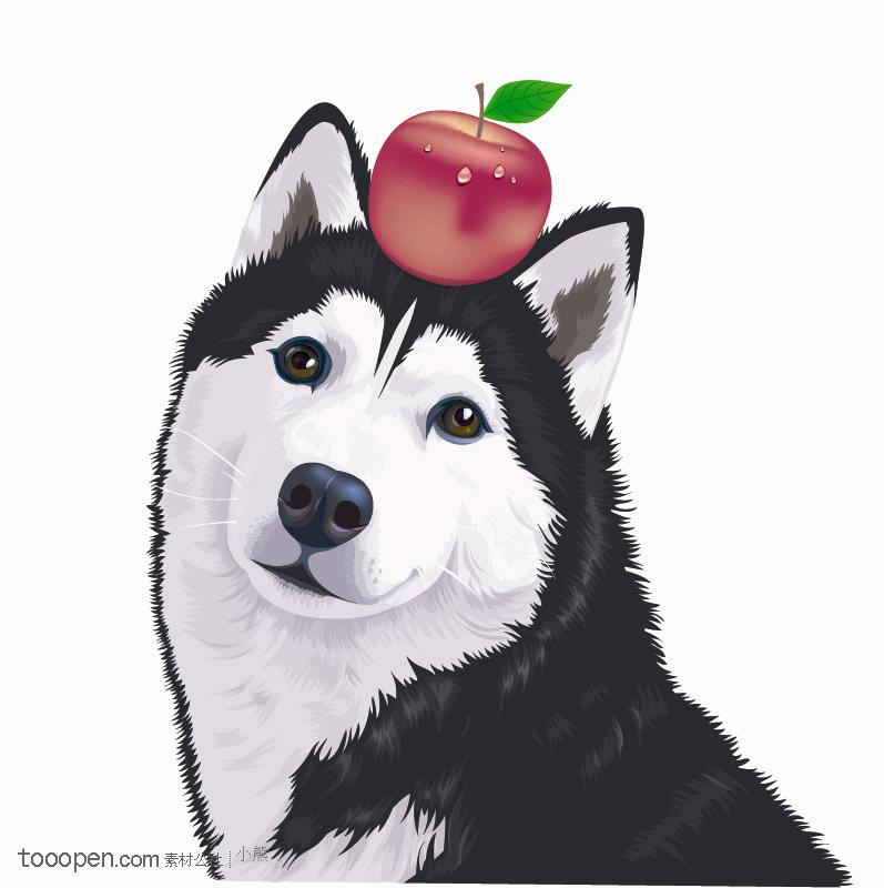 头顶苹果的阿拉斯加矢量素材.rar