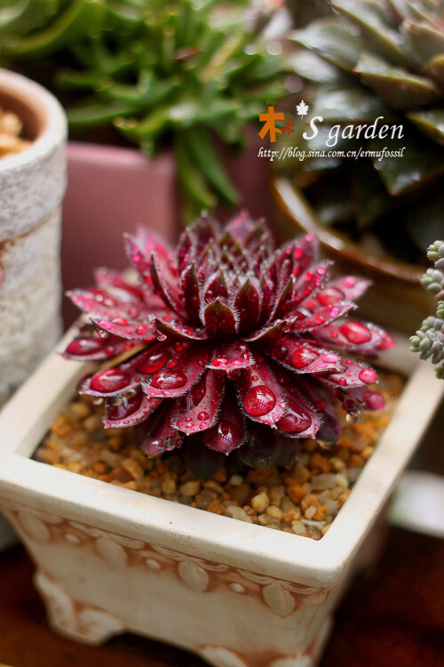 堆糖,美好生活研究所