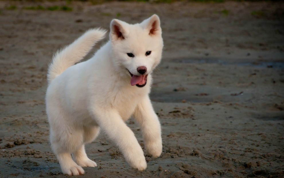 日本秋田犬图片壁纸