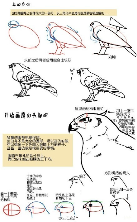 绘画参考#不同的鸟类翅膀有很大的差别哟!