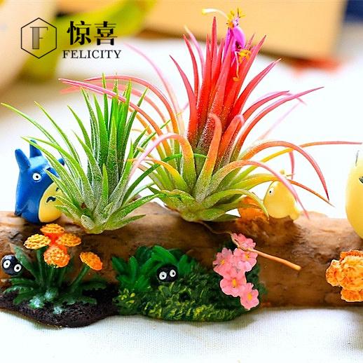 六一儿童节 felicity 懒人植物 空气凤梨 空凤微景观 龙猫totoro