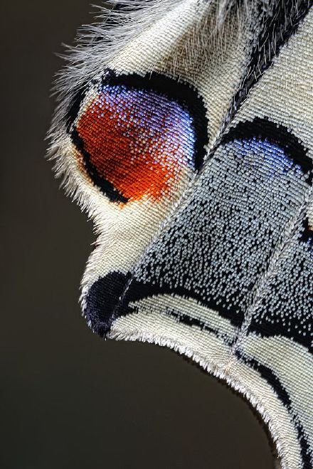 蝶翼| 背景:#高考#2015年安徽高考作文题:通过一台特殊的显微镜,同学