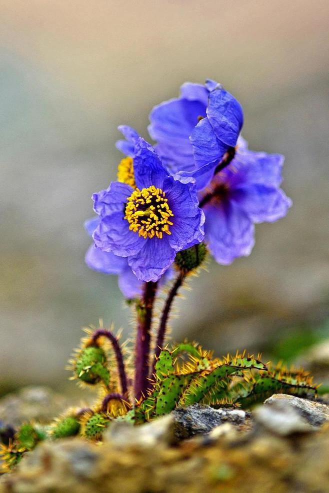 巴郎绿绒蒿(meconops balangensis),开花期6-8月,生于海拔4000-4800米