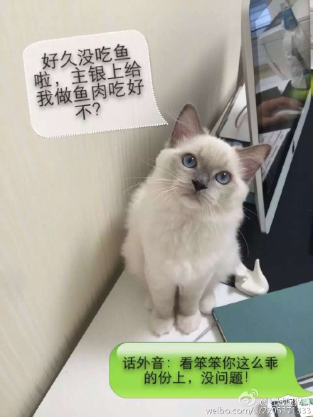 猫咪#布偶猫#喵星人#搞笑#三只可爱的小家伙,争先恐后的吃鱼.