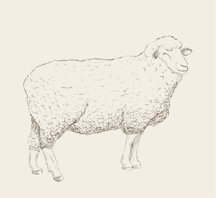 大角羊 手绘图片