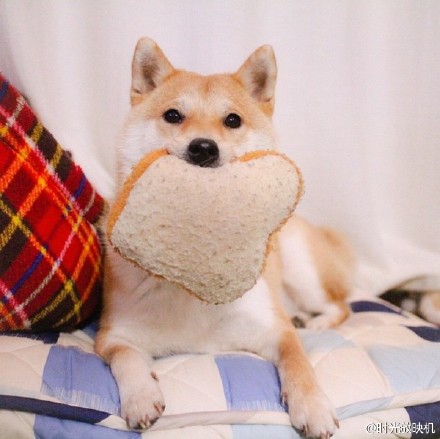 面包柴犬头像图片