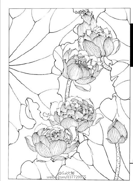 绘画学习# 线描各种荷花的画法!参考练习