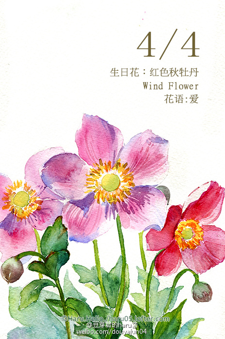 4月4日の生日花【红色秋牡丹】花语:爱 花占卜 : 您说话总是小心,不会