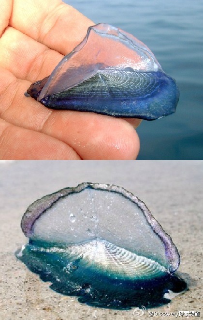 帆水母(velella),有着众多好听的昵称:"海筏子,紫帆,小帆和风中水手".