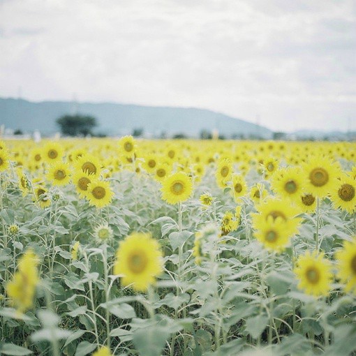 小清新向日葵图片-堆糖,美好生活研究所