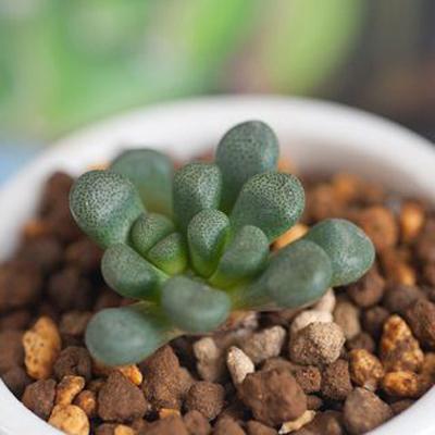 多肉植物唐扇夏季好养办公室窗阳台小盆栽防辐射趣味绿植盆栽