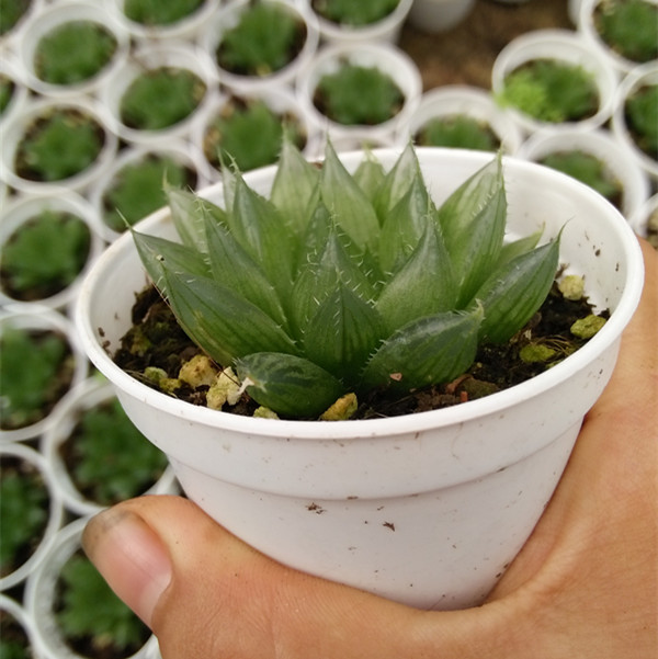 玉露类多肉植物 大型玉露 京之华 水晶莲 水晶寿 宝草 水晶琉璃莲