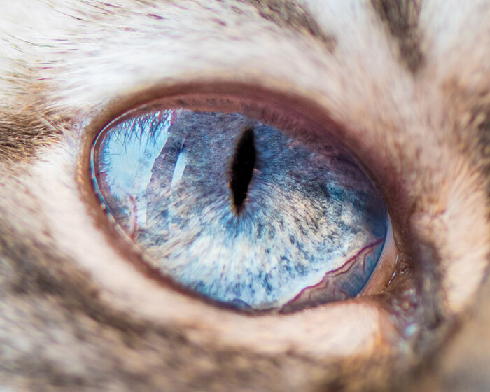 猫之眼,那是一片瀚海星辰