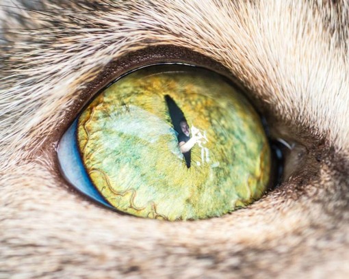 第一次这么近距离的欣赏猫咪的眼睛,猫之瞳,棒棒哒
