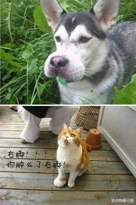 【有喜绳命,不该蜜蜂】我远离珍爱笑可是太想笑了,超知道感的,尤其是查蜜蜂箱的app图片