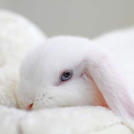 蓝眼睛兔子垂耳图片