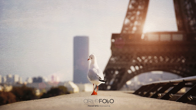 cinemagraph,动态图,gif,时尚,摄影,海鸥,法国,旅