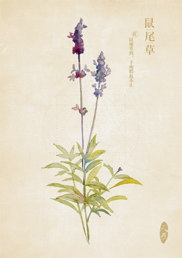 中草药 手绘 水彩 植物 食补 中医 .作者:人五
