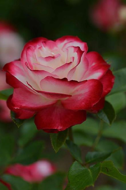 我把最深沉的秘密放在那里.你不懂我,我不怪你.玫瑰 #花朵