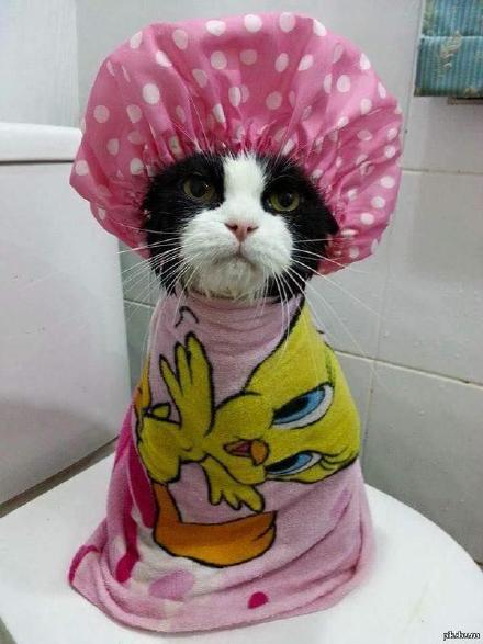 猫咪出浴图,画面太美 - 堆糖,美图壁纸兴趣社区