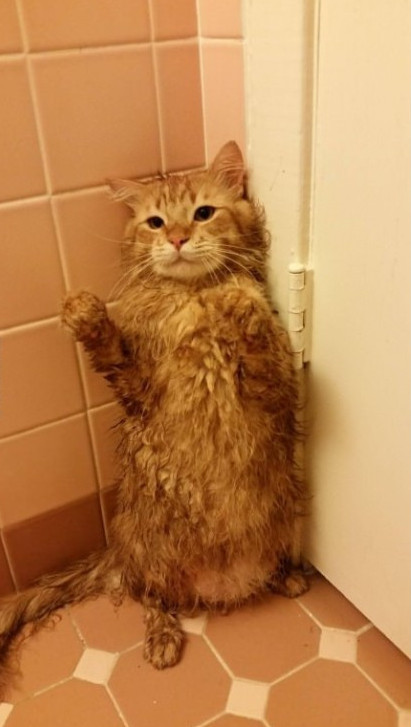 猫咪出浴图,画面太美