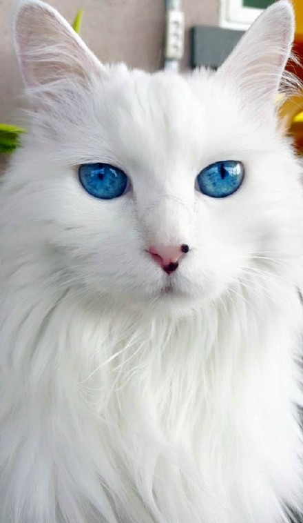 这只拥有蓝宝石一般眼睛的土耳其安哥拉猫叫…