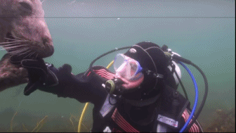 grayson,潜水时遇到一只痴汉灰海豹,不停的求摸摸,表情特别陶醉,还不