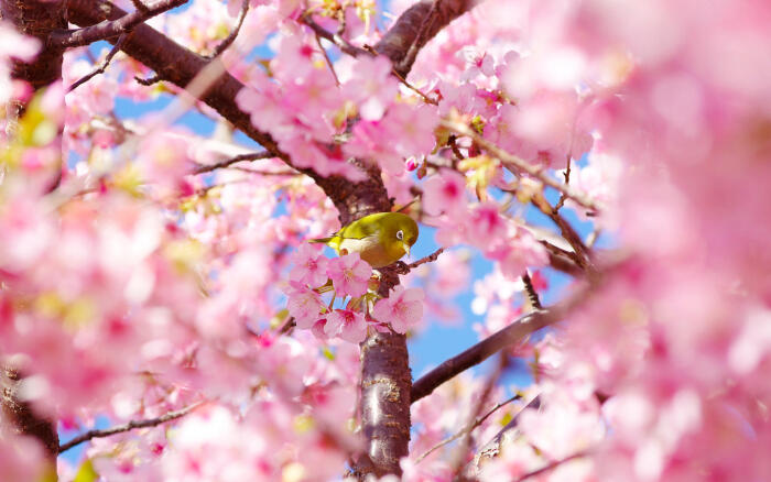日本唯美樱花花海高清壁纸