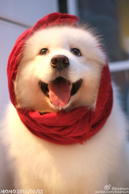 红围巾的狗表情包图片