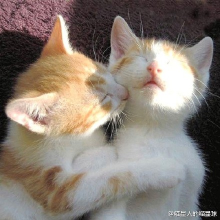 猫咪情侣照,单身狗羡慕不来,呵呵呵呵