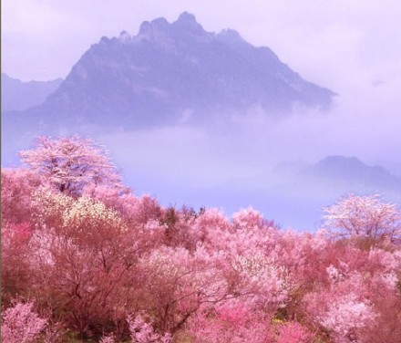 云南腾冲的樱花谷,漫山的野樱花铺成的梦.
