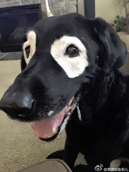 最近有一只13岁的大黑狗不幸得了白癜风