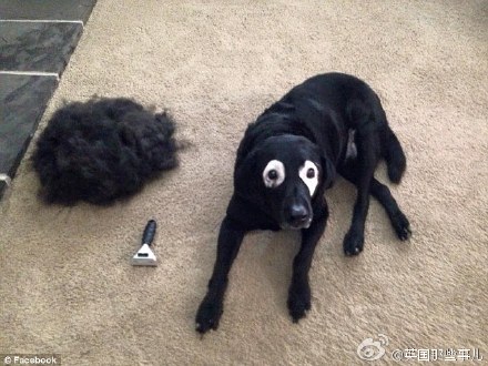 最近有一只13岁的大黑狗不幸得了白癜风