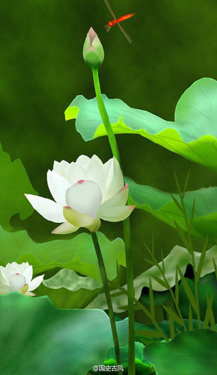 图片,莲花 古风图片 112534ajbm0t8wmiwmi105