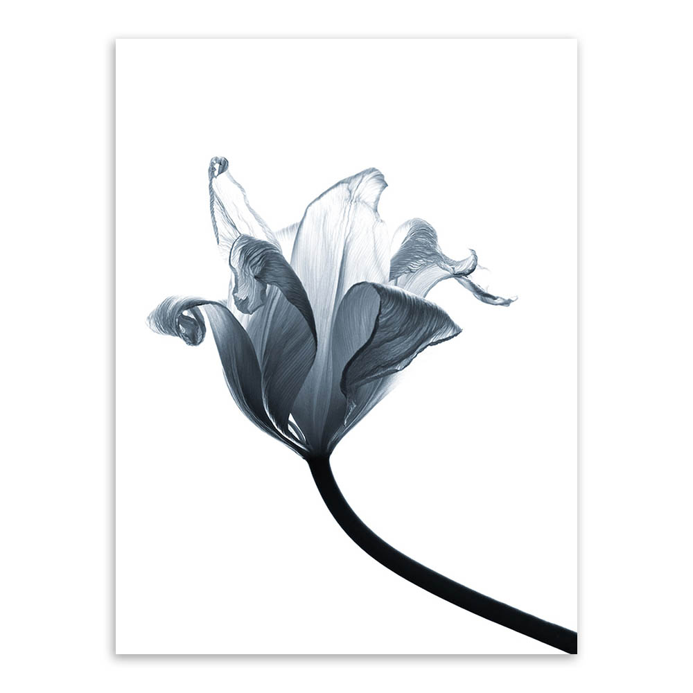 轻艺术 植物花卉 欧式 抽象 花卉 照片 海报画芯 简约 郁金香 客厅