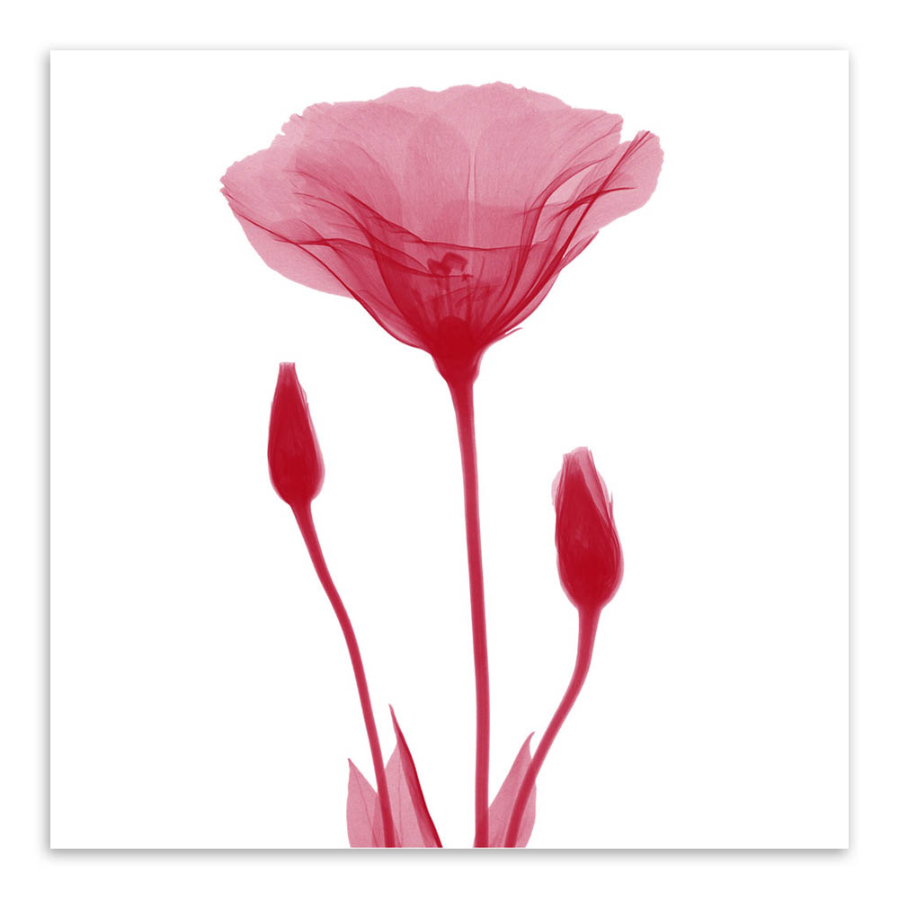 轻艺术 植物花卉 抽象 花卉 照片 海报画芯 现代 简约 北欧 小清新