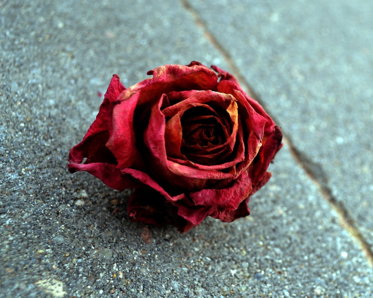 玫瑰枯萎 唯美图片