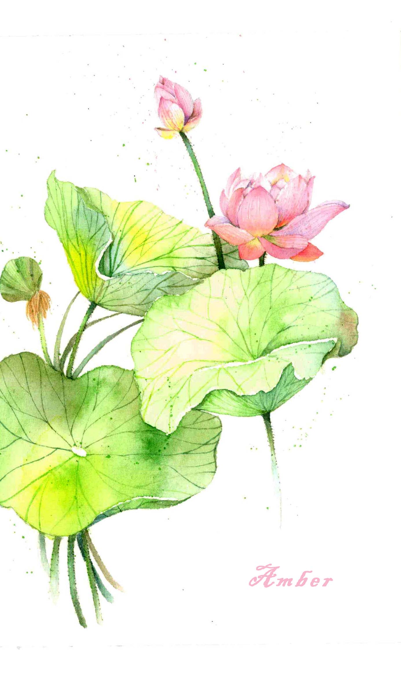 插画家园-插画家园荷花-插画家园荷花-插