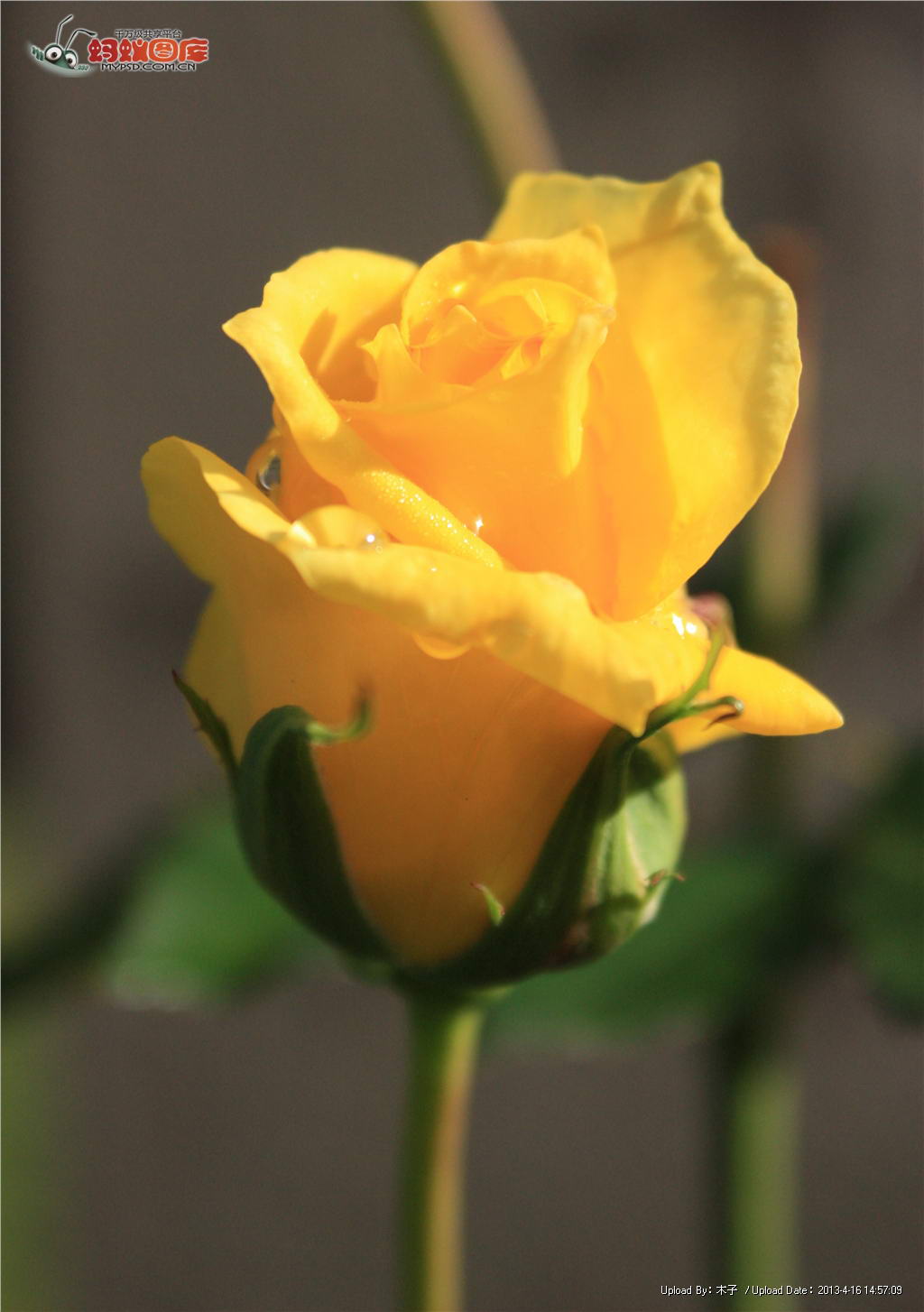 黄色玫瑰图片素材