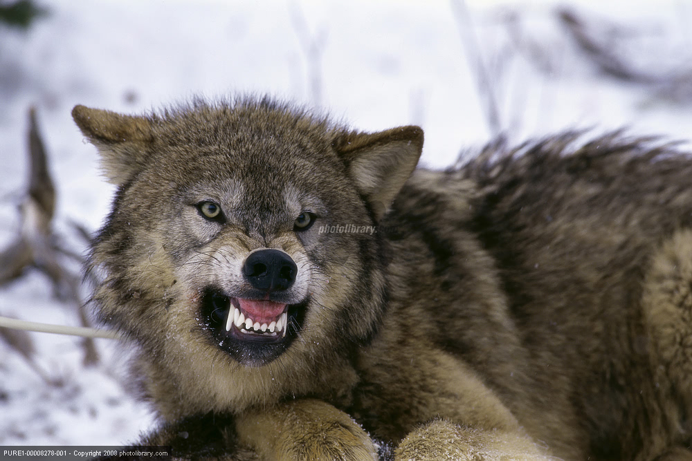 西西伯利亚狼图片