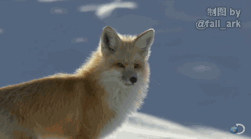 狐狸钻雪地表情包图片