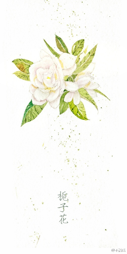 栀子花 