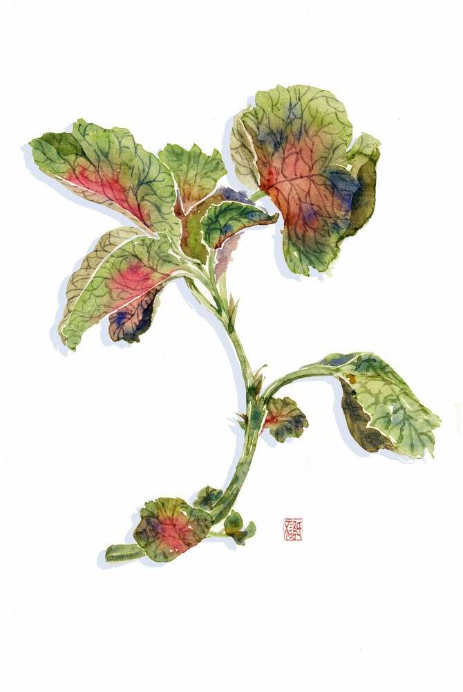 红苋菜 