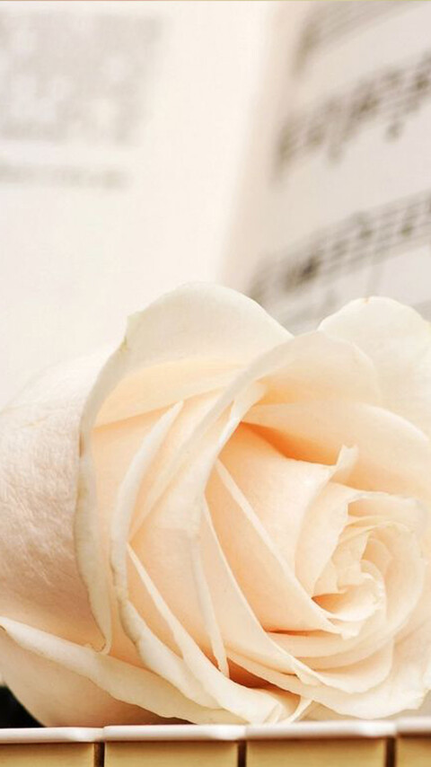 唯美浪漫温馨的花朵手机壁纸