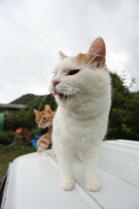 也想吃草的茶虎虎 [ 2016/09/25 14:00 ] 2016～ 茶トラ#猫叔# #篮子