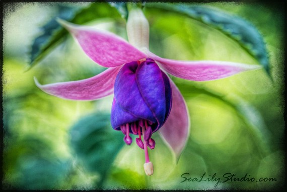 fuchsia 8x12 fine art print by sealily
