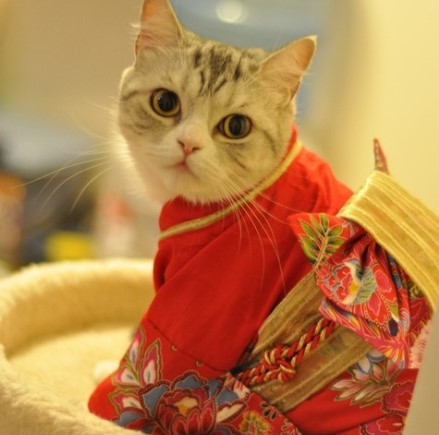 文艺猫青年