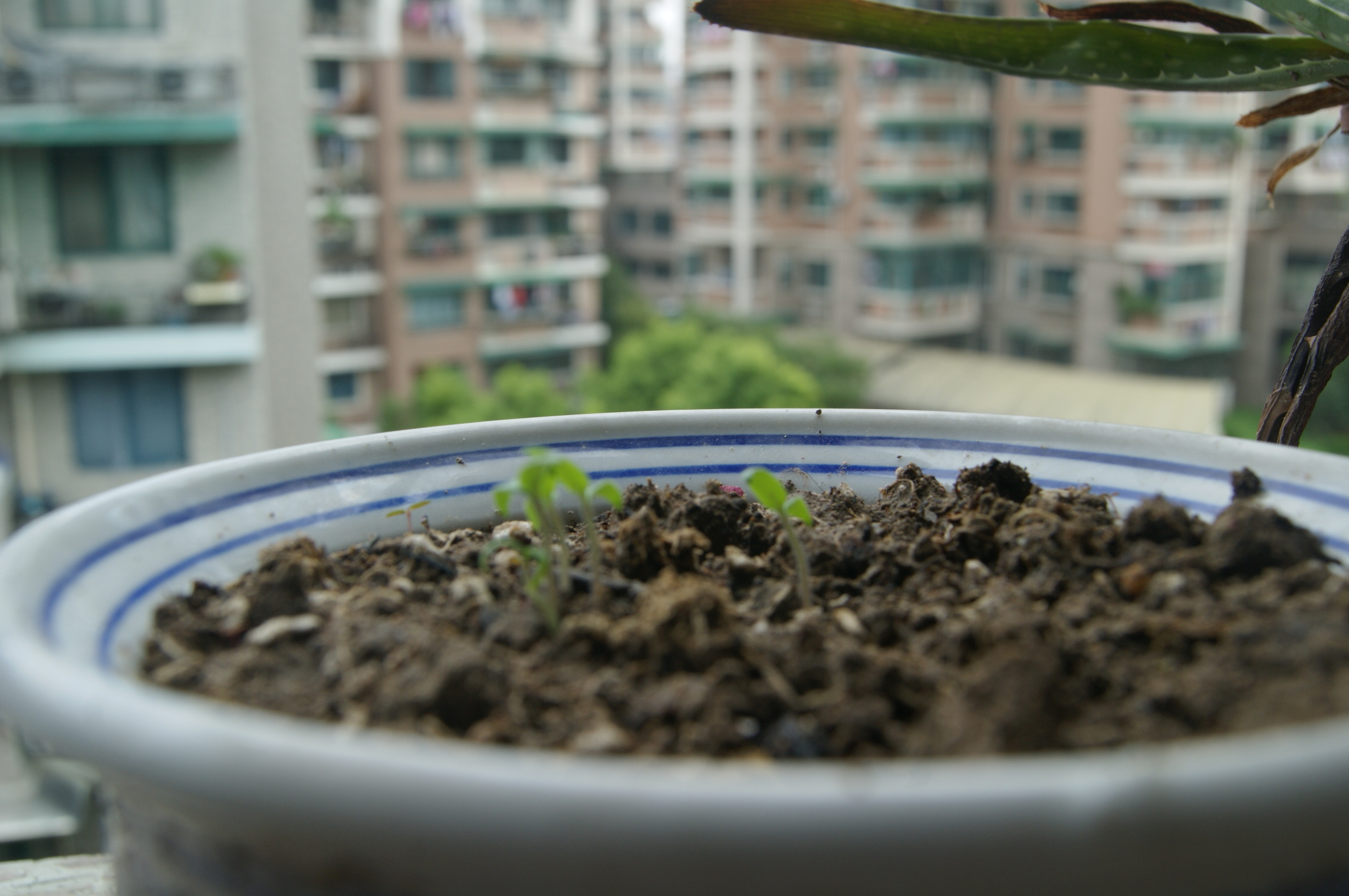 小番茄开始冒芽了